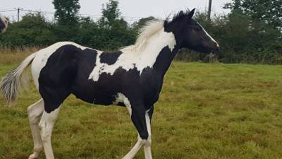 Poulain paint horse double homozygote black tobiano 