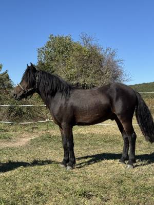 Poney c de 4 ans