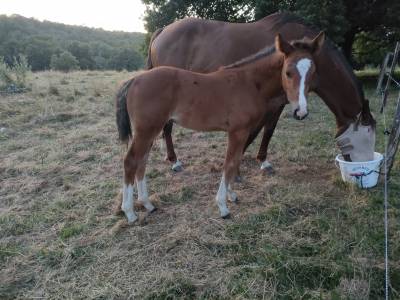 Poulain foal sf