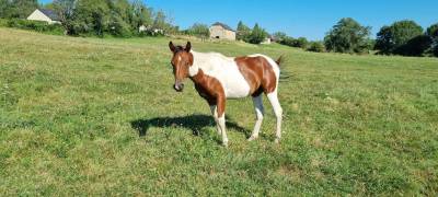 Jeune cheval pie 2ans pp