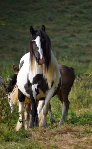 Cassie, jument irish cob pie noir