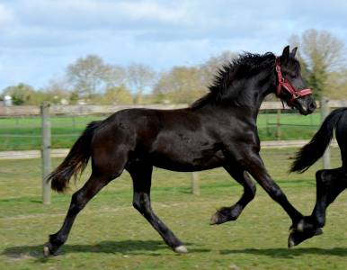 Pouliche frison yness 2 ans