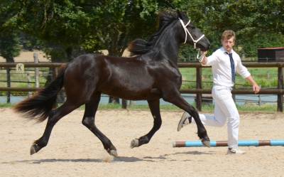 Pouliche frison yness 2 ans