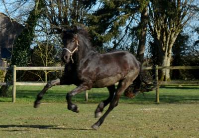 Pouliche frison yness 2 ans