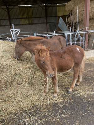 Oskar poney alezan shetland x appaloosa