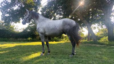 Cheval dressage pre • 5 ans