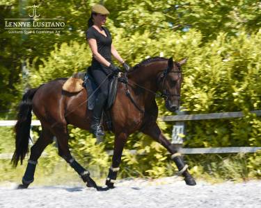 Queluz, lusitanien 4 ans