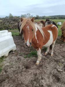 3 poulains shetland