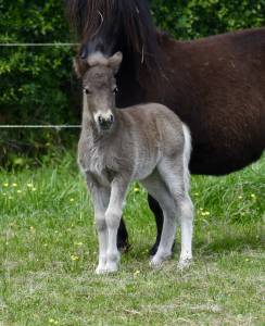 Poulain shetland pp black silver