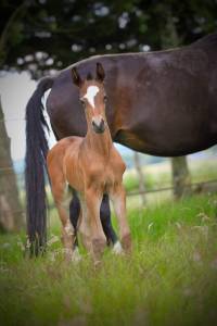 Pouliche origine dressage hannovrien 