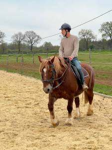 Jument de trait breton