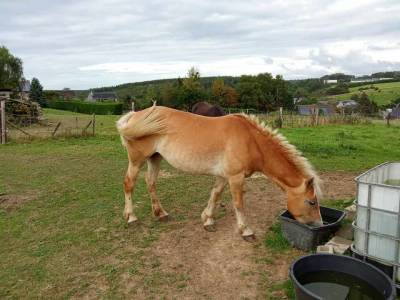 Belle jument Haflinger de 8 ans