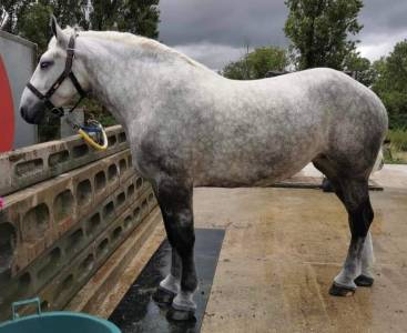 Mare percheron for sale 2019 grey