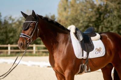 Partenaire de dressage - 8 ans - pre 