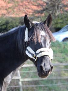 Poulinieres Trotteur Francais a vendre Achat Vente Poulinieres Trotteur Francais Equirodi Belgique