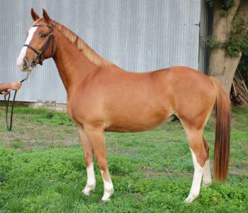 Cheval 5 ans a vendre