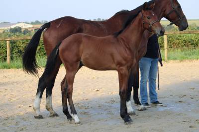 Foal (male) par giovanni de la pomme 