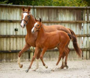 Foal (femelle) par chacco rouge