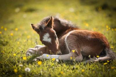 Puledro welsh poney (sezione b) in vendita 2024 baio scuro