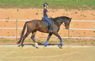 Hongre kwpn 6 ans dressage 