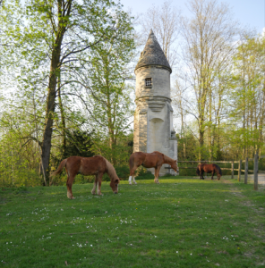 Loue pâtures à soissons pour 200€/cheval/mois