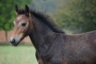 Poulain connemara pb par qlassic bois margot