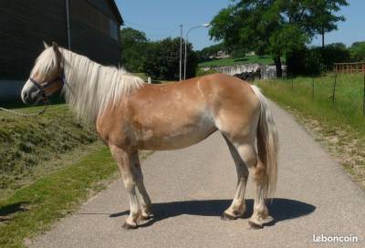 Jolie jument haflinger