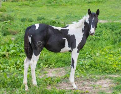 Chevaux de couleur Pie a vendre Equirodi France