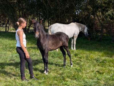 Oreo de kernevez, mai 2024, poulain pre croisé