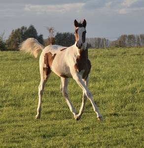 Chevaux de couleur a vendre Nord pas de Calais Equirodi France