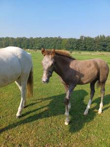 Vends poney d oreo des parpaillots 