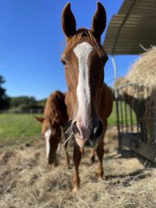 à vendre sibelle de brenon 