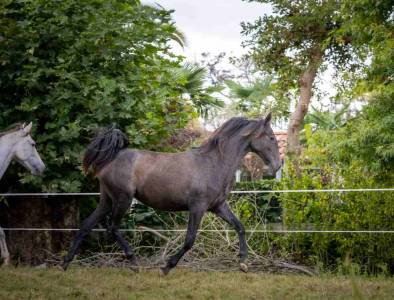 Pouliche espagnole 