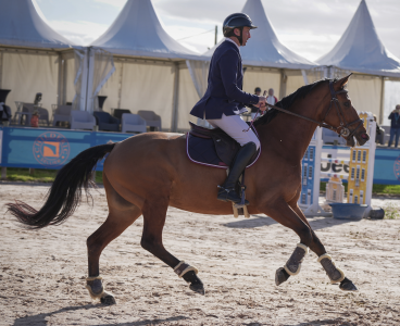 Magnifique jument pour amateur de 7ans  à vendre