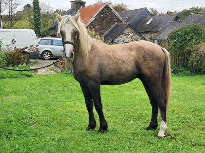 Gelding connemara for sale 2023 grey