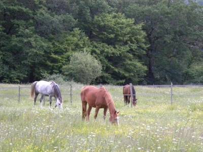 Pension pour chevaux 