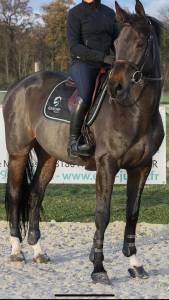 Castrone KWPN Cavallo da Sport Neerlandese In vendita 2015 Baio scuro