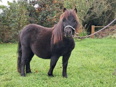 Gelding shetland pony for sale 2023 black