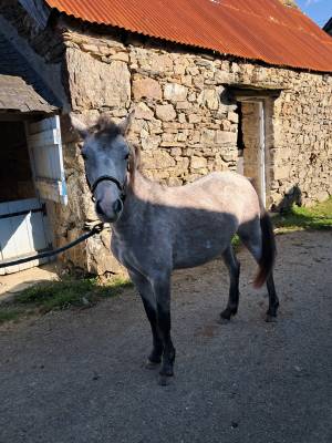 Pouliche welsh pony grise 15 mois plein papier