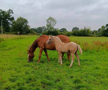 Poulain welsh part bred