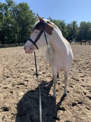 Ponette d a prendre en demi-pension