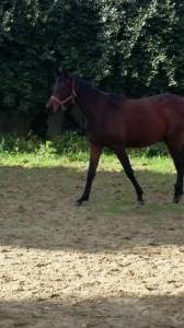 Vend poulain 3 ans endurance