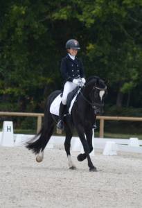 Galahad des allees, entier welsh cob d de 8 ans