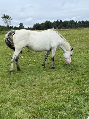 Jument poulinière apaloosa 