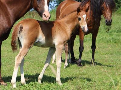 Puledro welsh poney (sezione b) in vendita 2024 sauro ,  eleios sir d'alcova