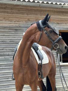 Jument de dressage qui vous fera briller