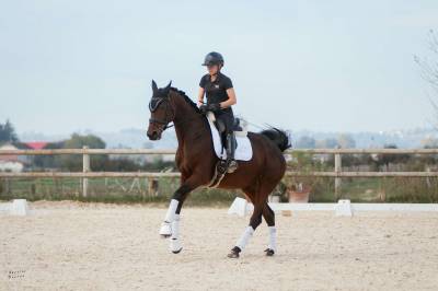 Jument de dressage qui vous fera briller