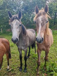 Ponette connemara loisirs