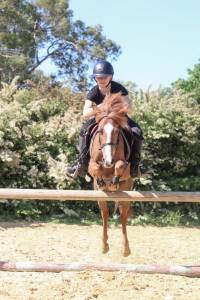 Poney b welsh onc 9 ans 