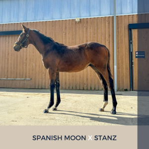 Foal mâle : spanish moon x stanz